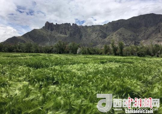 2017年西藏青稞總產(chǎn)量達到79萬噸，占糧食總產(chǎn)量的77%。圖為西藏青稞?！⊥跤窳?攝