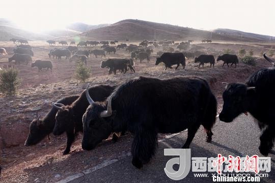 西藏每年存欄約420萬頭牦牛，牦牛產(chǎn)業(yè)發(fā)展是推動西藏畜牧業(yè)可持續(xù)發(fā)展和農(nóng)牧民脫貧致富的重要產(chǎn)業(yè)。圖為西藏牦牛?！O翔 攝