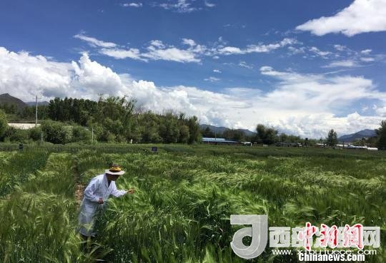 西藏與9家國家重點實驗室合力促青稞增產(chǎn)、牦牛育肥