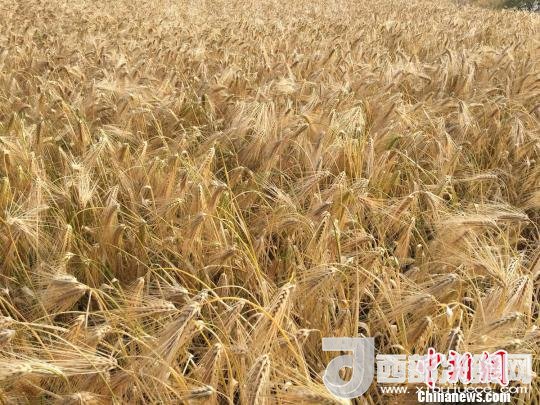 2017年西藏青稞種植面積達210多萬畝，占糧食播種面積的75%。圖為成熟期的青稞。　王玉林 攝