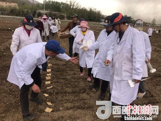 圖為研究員實地調(diào)研青稞生長土壤?！⊥跤窳?攝