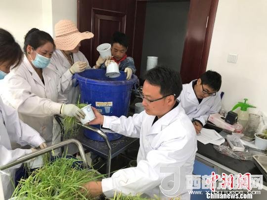 圖為研究員正在調(diào)查青稞感染白粉病情況?！⊥跤窳?攝