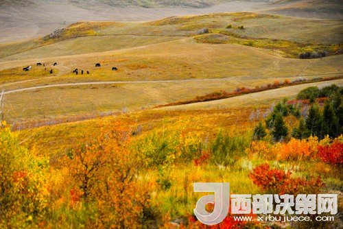 錫林郭勒草原國家級自然保護區(qū)。吳勇攝
