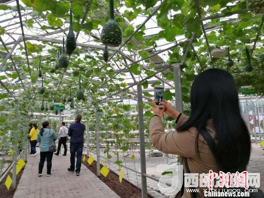 山西省郵政管理局積極推動“一市一品”農(nóng)特產(chǎn)品進(jìn)城項目。 資料圖 楊杰英 攝