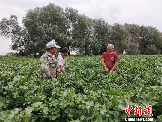 遠改忠在棉花地里為連隊職工分享種植經(jīng)驗?！“叉陆?攝