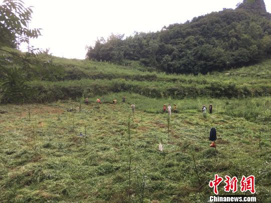 貴州同威生物科技有限公司天麻種植基地。　周嫻 攝