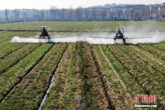 2月20日，南京湖熟街道現(xiàn)代農(nóng)業(yè)示范園區(qū)內(nèi)，工作人員駕駛自走式噴霧機(jī)給小麥噴灑除草劑。泱波 攝