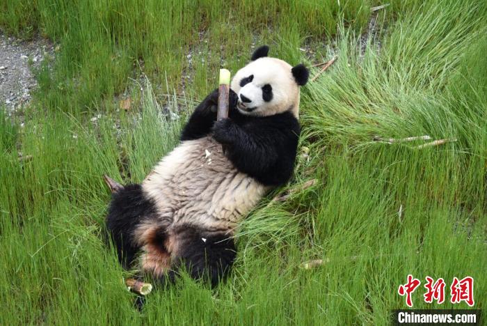 九寨溝熊貓園里的大熊貓。　九寨溝縣委宣傳部提供 攝