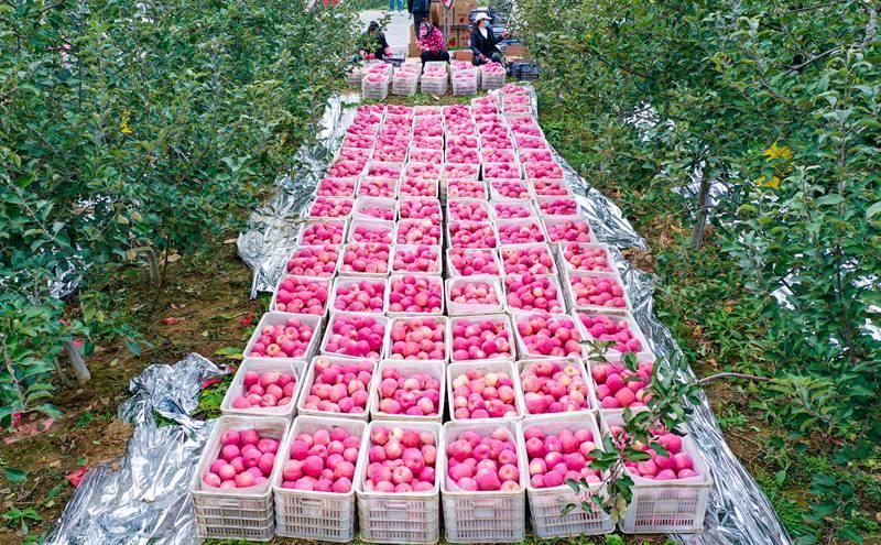 洛川縣永鄉(xiāng)鎮(zhèn)阿寺村果農(nóng)在分揀蘋果。王警攝